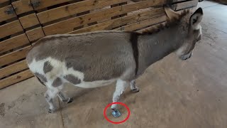 Treating a hoof abscess or bruise [upl. by Dublin731]