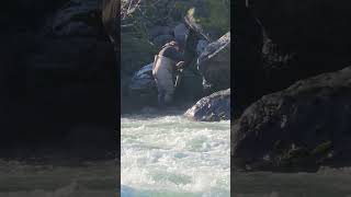 Returning a huge alive salmon caught by fishingI ❤️ salmon fishing Vedder river Canada 🇨🇦 30 [upl. by Isaac265]