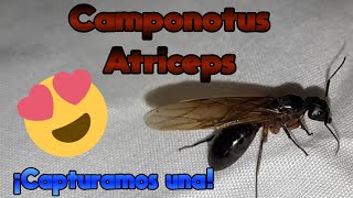 Camponotus Atriceps algunos datos a grandes rasgos sobre ella Encontramos una reina [upl. by Morissa]