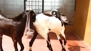 5 months old jamunapari goat kids for sale 9035010289 [upl. by Mcginnis]