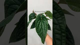 Anthurium radicans x luxurians  low maintenance rare houseplant [upl. by Steward]