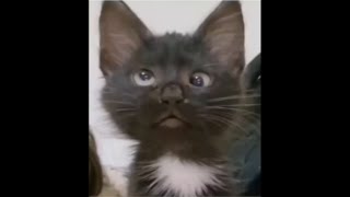 hahh black cat meme tiktok original version [upl. by Weidner]