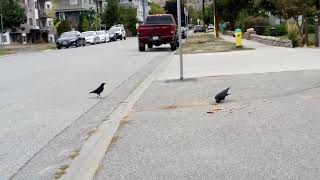 Penticton BC Sept 22 2024 2 Crows 🐦‍⬛🐦‍⬛ have a good meal on a grey Equinox sunday [upl. by Hogen739]