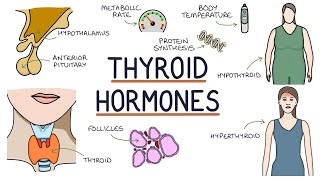 Understanding Thyroid Hormones [upl. by Ynohtna873]