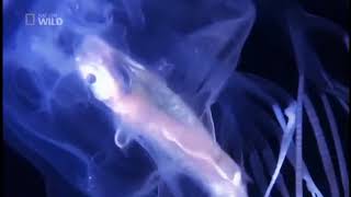 Jellyfish Eating Fish [upl. by Hungarian]