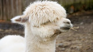 Animal Cool Facts 5 Things You Didnt Know About Llamas [upl. by Homovec354]