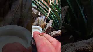 Tiny lizard bites the hand that feeds it [upl. by Eselrahc]