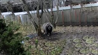 Loyal Dog Faints While Protecting the Home in His Owners Absence  A Story of Loyalty [upl. by Osnofedli]