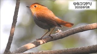 コマドリ（タネコマドリ） Japanese robin Erithacus akahige tanensis【IUCN RL VU】 [upl. by Nej496]