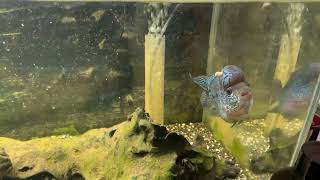 Flowerhorn Cichlid Eating Fluval Bug bites [upl. by Aciret]