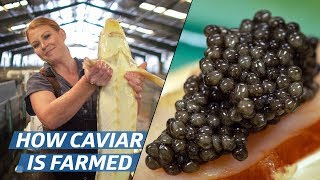 How Russian Sturgeon Caviar Is Farmed and Processed — How To Make It [upl. by Dempsey]