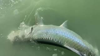 Sanibel Fishing Tarpon [upl. by Eerol321]