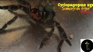 How I keep my cyriopagopus sp  Sumatran tiger [upl. by Hulbert]