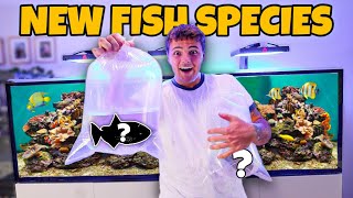 Buying RARE FISH for My SALTWATER AQUARIUM [upl. by Naeerb555]