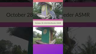 ASMR Bird Feeder  Wait Til The End birdfeedervideo birds backyardbirdwatching birdslover [upl. by Corell]