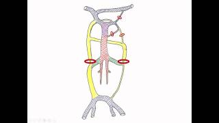 Medical Embryology  Development of Cardinal Veins and the Large Veins [upl. by Airemahs]