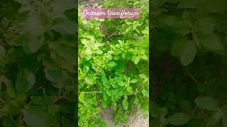 Common name of this plant is tulsi [upl. by Ronile]