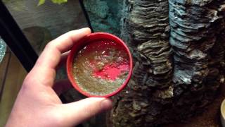 Giant Gecko Care Video 4 Food and Water Basics [upl. by Quartana]