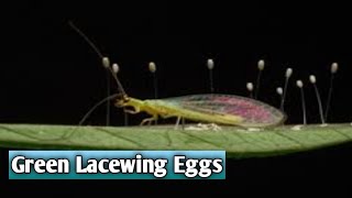 Green Lacewings Eggs Laid on Underside of Leaf [upl. by Htinnek]