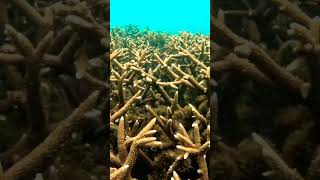 Branching Corals Acropora branching coral acropora fishschool reef reeffish underwatervideo [upl. by Anival]