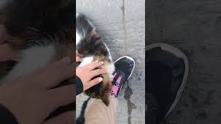 Encantador de Gatos Con el gato GonZalo [upl. by Ayatahs740]