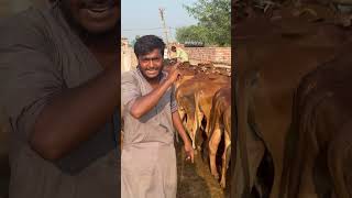 Really Super offersWacha farm in Pakistan reel shorts viralvideo [upl. by Nelac]