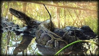 Alligator Attacks Python 07 Dangerous Animals [upl. by Atla]