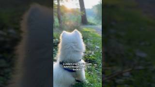 Zoe the polarbeardog spotted in the wild [upl. by Champagne]