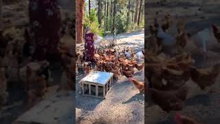 🐔 Quick Chicken Farm Tips amp Fun Hacks 🐣 ChickenFarm FarmLife PoultryLove [upl. by Libbey944]