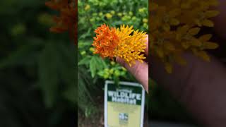 Asclepias tuberosa Hello Yellow [upl. by Cornia]