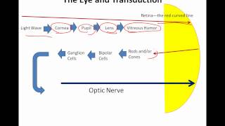 The Eye and Transduction [upl. by Mensch]