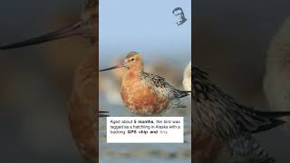 BarTailed Godwit just broken recordlongest nonstop flight by travelling 13000 kms in 11 days [upl. by Assed]