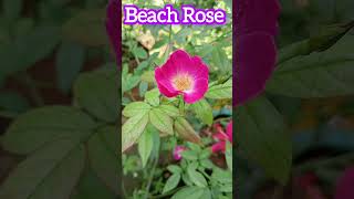 Little Beautiful Beach Rose🥰Rosa RugosaScientific NameShorts [upl. by Ridinger]