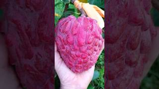 Custard apple uses in Telugu [upl. by Ardnuahc]