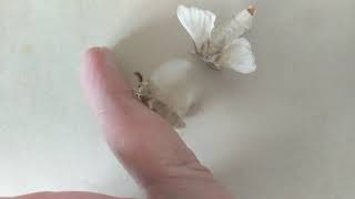 Silkworm Moth Bombyx mori Mating Behavior [upl. by Anem]