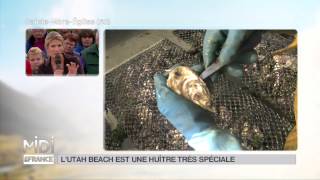 ANIMAUX  LUtah Beach est une huitre très spéciale [upl. by Hnah]