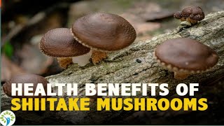 3 Amazing Health Benefits of Shiitake Mushrooms [upl. by Becka]