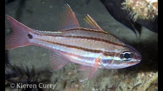 Fourline Cardinalfish  Apogon doederleini [upl. by Oynotna]