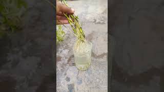 Sweet potato vine water propagation youtubeshorts trending viral plants [upl. by Klump]