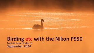 Birding etc with the Nikon P950  September 2024 [upl. by Iroak323]