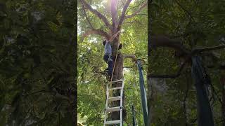 Whitchurch Tree Cutting [upl. by Tri]