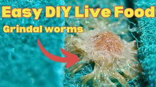 Culturing grindal worms for small freshwater fish  live foods for aquarium [upl. by Rajiv]