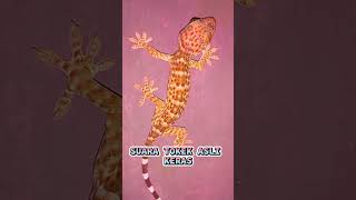 Tokek suara tokek yg keras seram suara tokek besar tokay gecko noises sound tokek lucu untuk anak [upl. by Vanni704]