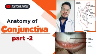 Conjunctiva क्या है  ANATOMY OF CONJUNCTIVA made easy  types amp parts of conjunctiva [upl. by Grissel277]