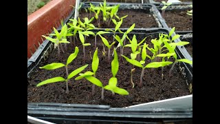 Erreurs à éviter lors dun semis de tomates anciennes [upl. by Amandi373]