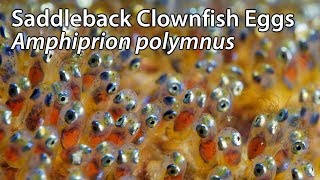 Saddleback Clownfish Eggs Amphiprion polymnus Stock Footage  4k UHD 3840x216030p  Indonesia [upl. by Kedezihclem]