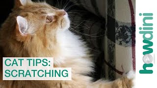 Cat Scratch Tips How to Stop Your Cat from Scratching [upl. by Coleman]