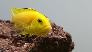 Electric yellow lab cichlid Labidochromis Caeruleus Malawi care guide [upl. by Aryad386]