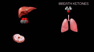 Ketogenesis Energy Needs Increase [upl. by Frantz]