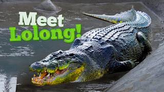 The 2370 Pound Beast The largest maneating crocodile ever captured in HISTORY [upl. by Denise]